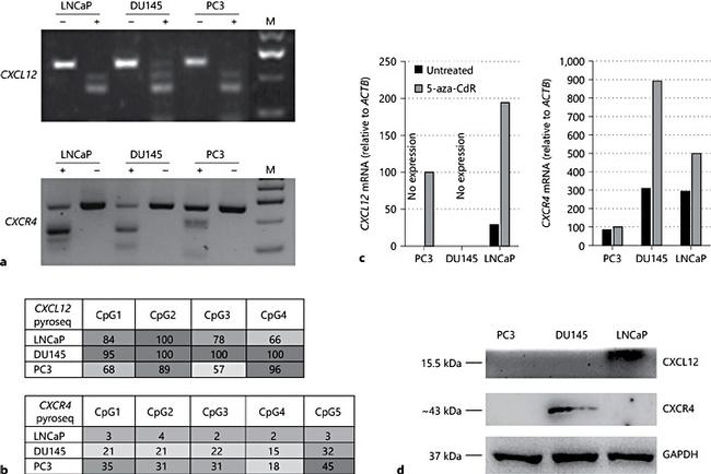 CXCR4 Antibody in Western Blot (WB)