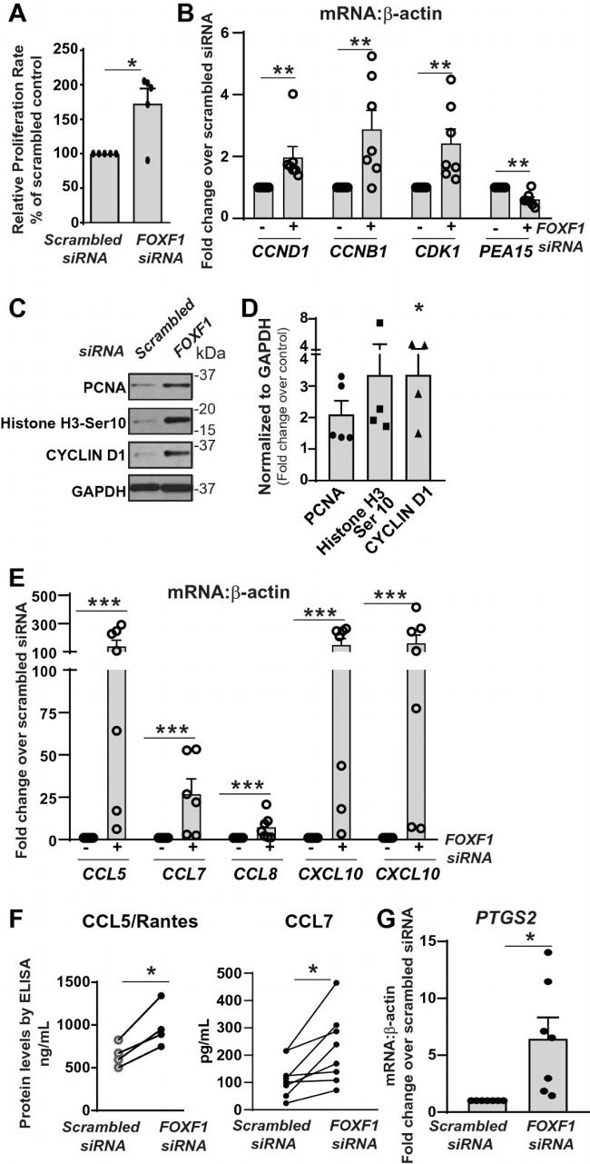 Phospho-Histone H3 (Ser10) Antibody in Western Blot (WB)