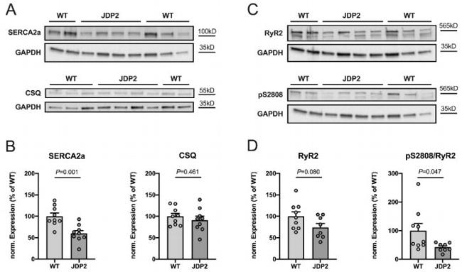 Calsequestrin Antibody in Western Blot (WB)