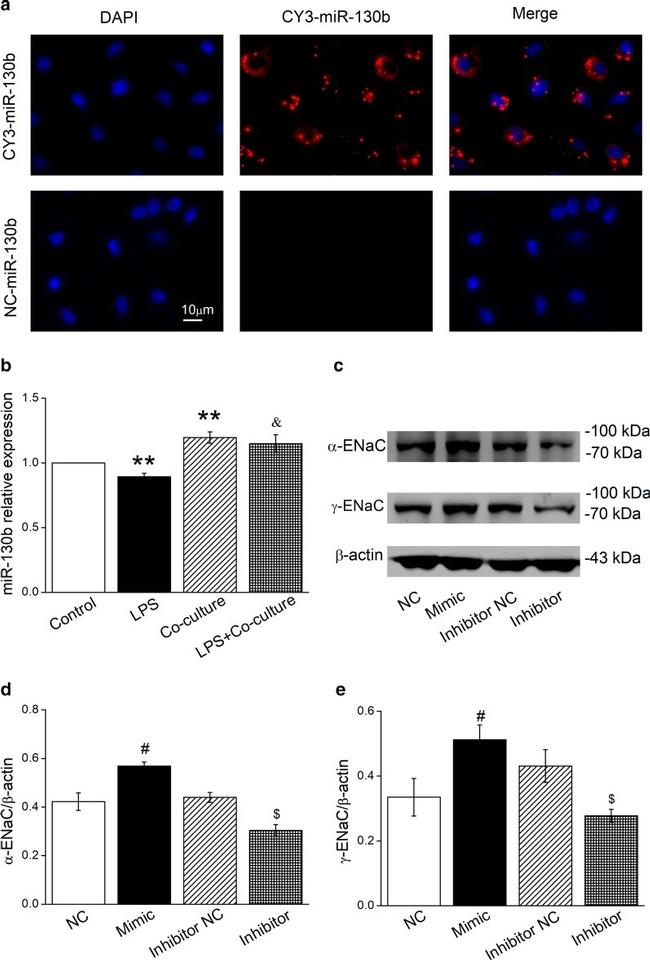 alpha-ENaC Antibody in Western Blot (WB)