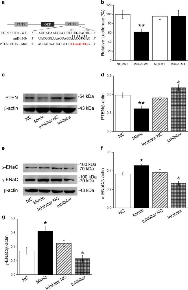 alpha-ENaC Antibody in Western Blot (WB)