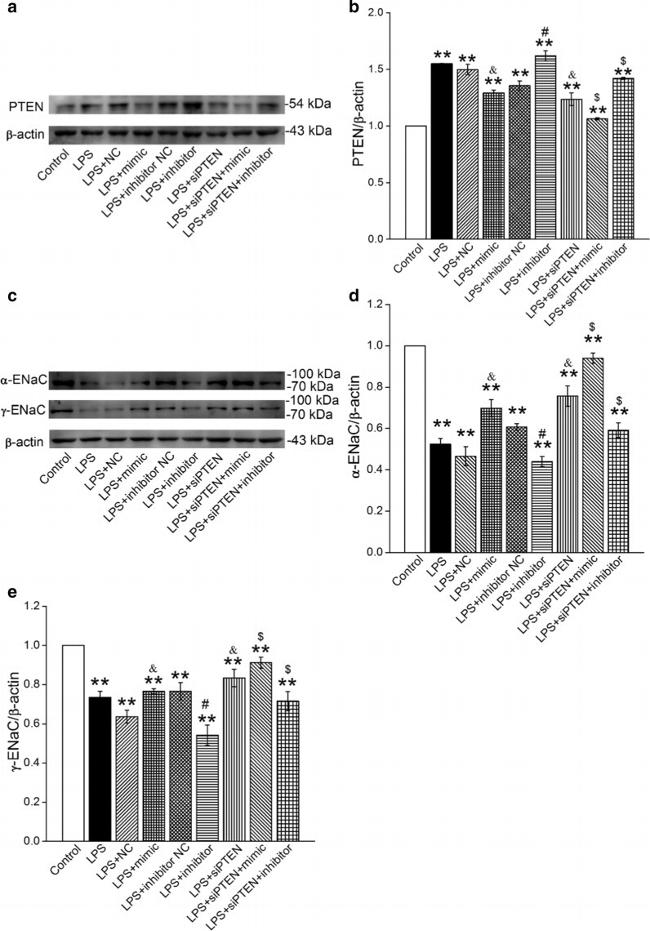 alpha-ENaC Antibody in Western Blot (WB)