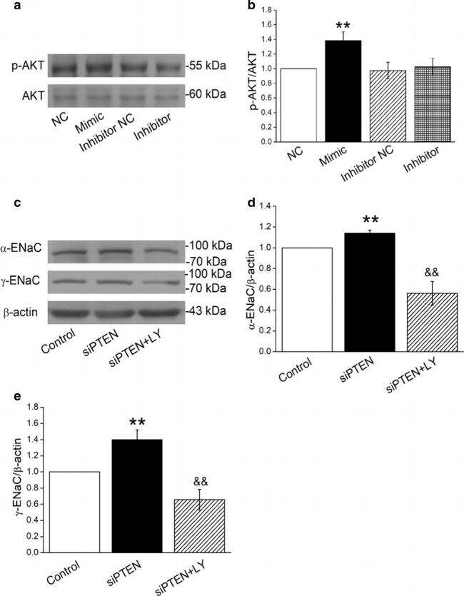 alpha-ENaC Antibody in Western Blot (WB)