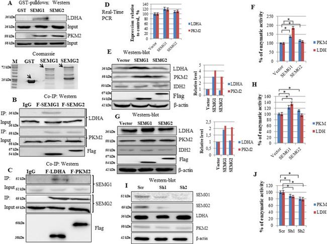 SEMG2 Antibody in Western Blot (WB)