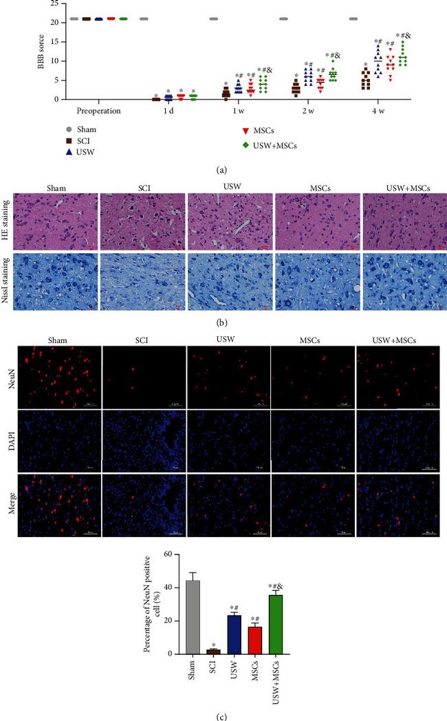 NeuN Antibody in Immunohistochemistry (IHC)