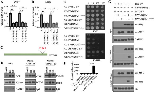 GAPDH Loading Control Antibody in Western Blot (WB)