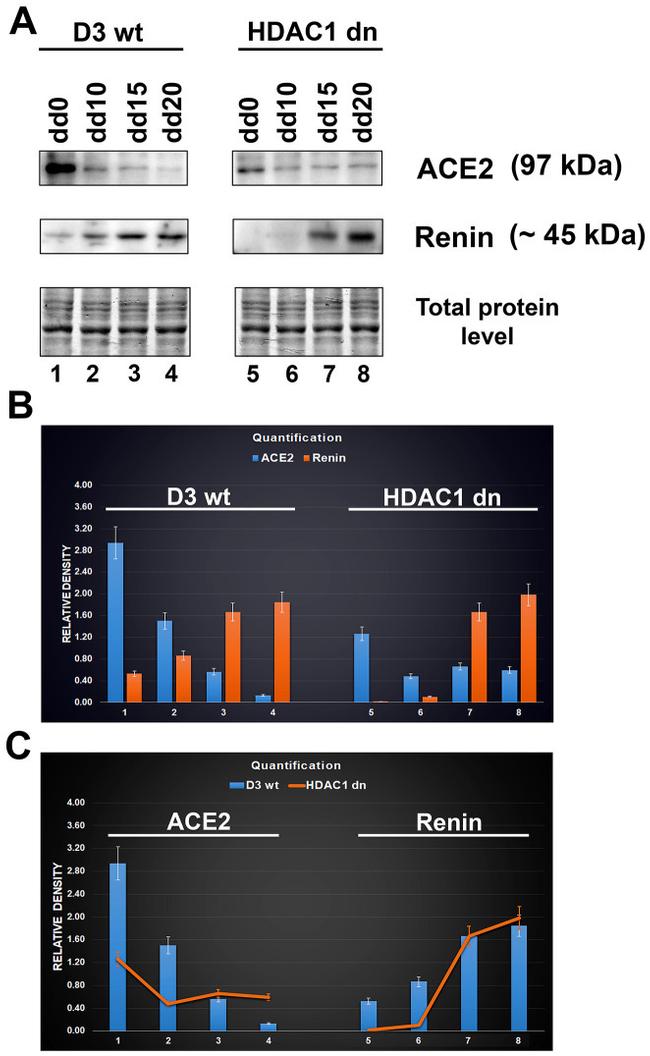 Renin Antibody in Western Blot (WB)