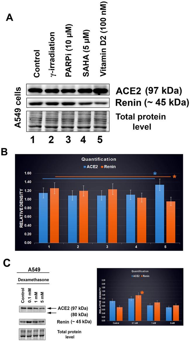 Renin Antibody in Western Blot (WB)