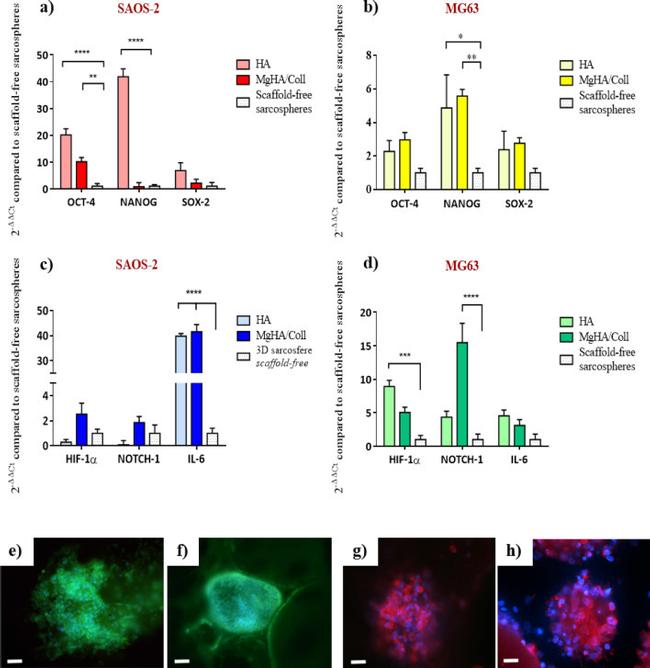 SOX2 Antibody in Immunocytochemistry (ICC/IF)