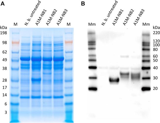 6x-His Tag Antibody in Western Blot (WB)