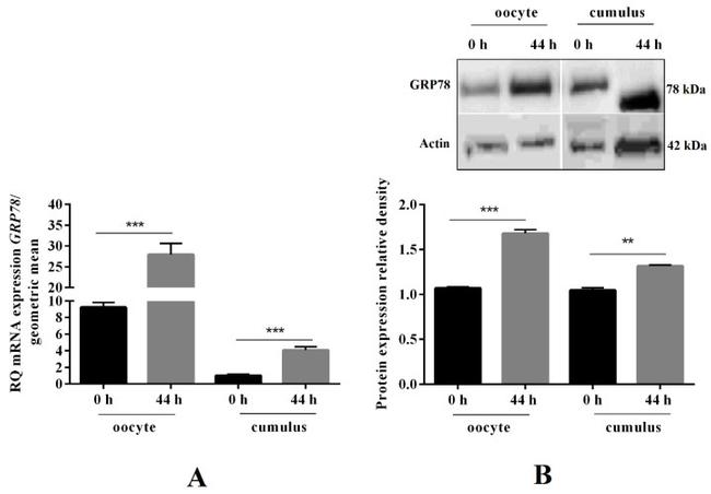 GRP78 Antibody in Western Blot (WB)