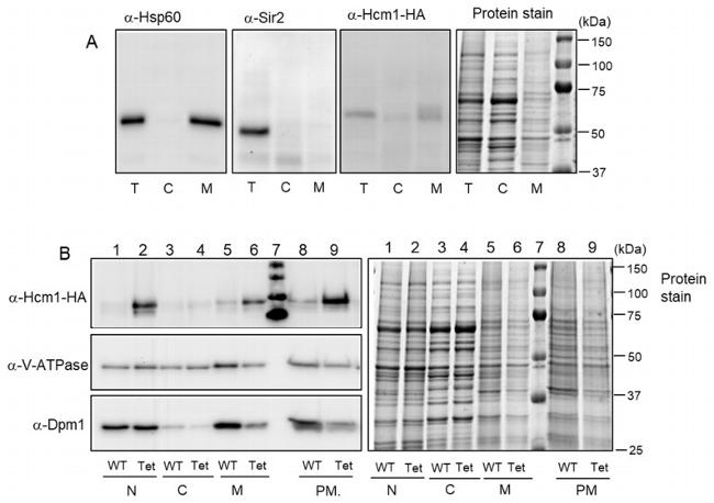 DPM1 Antibody in Western Blot (WB)