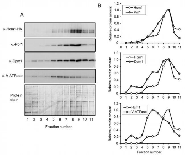 DPM1 Antibody in Western Blot (WB)