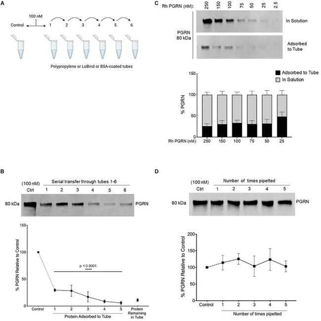 PCDGF Antibody in Western Blot (WB)