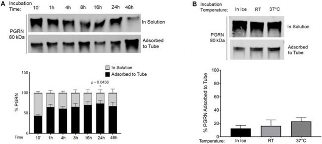 PCDGF Antibody in Western Blot (WB)