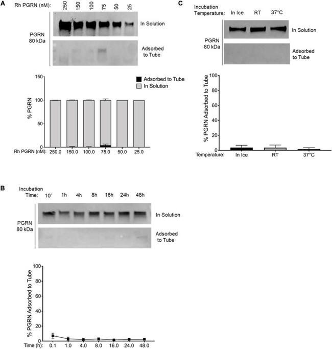 PCDGF Antibody in Western Blot (WB)