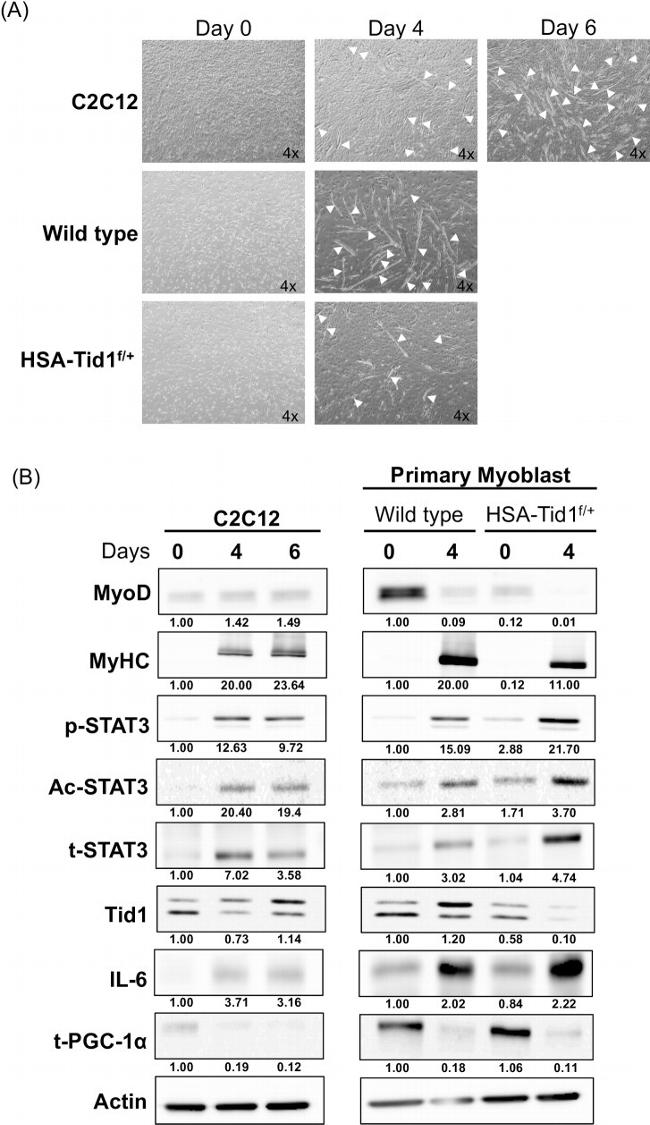 MYOD Antibody in Western Blot (WB)