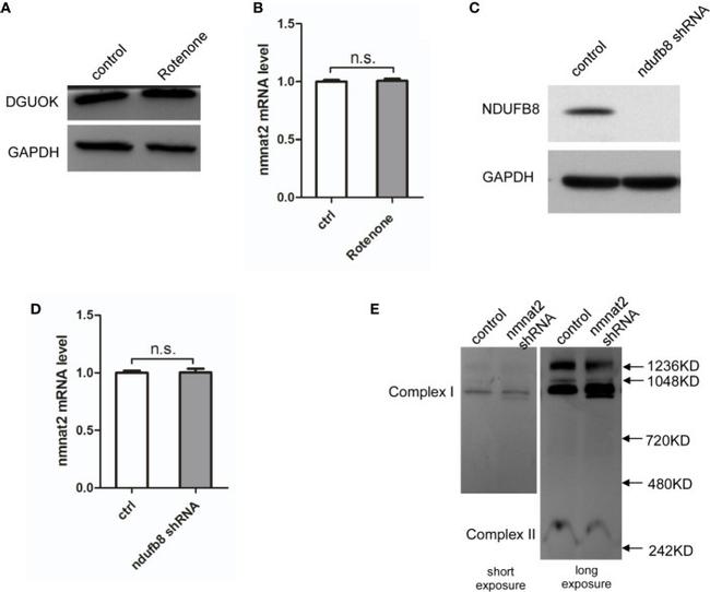 NDUFB8 Antibody in Western Blot (WB)