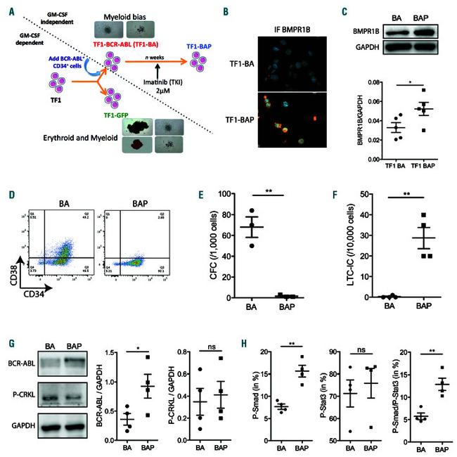 BCR-ABL Antibody in Western Blot (WB)