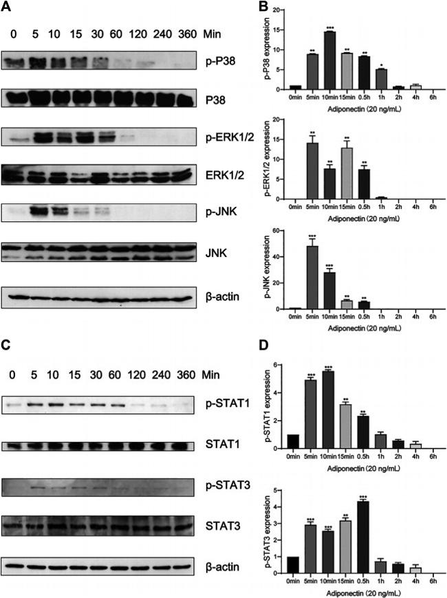 Phospho-ERK1/ERK2 (Thr185, Tyr187) Antibody in Western Blot (WB)