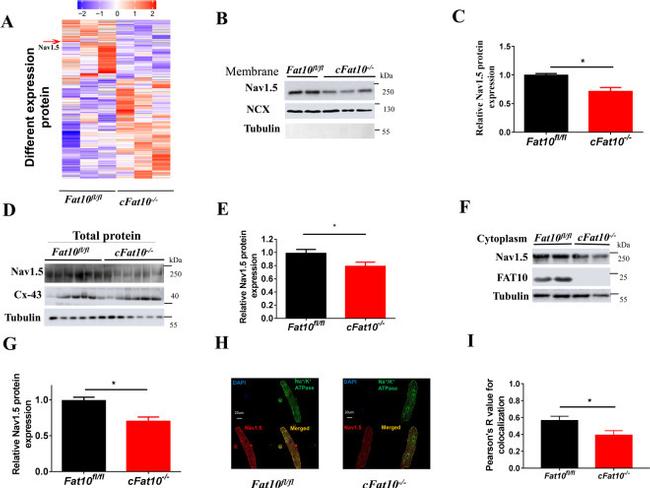 Sodium/Calcium Exchanger Antibody in Western Blot (WB)