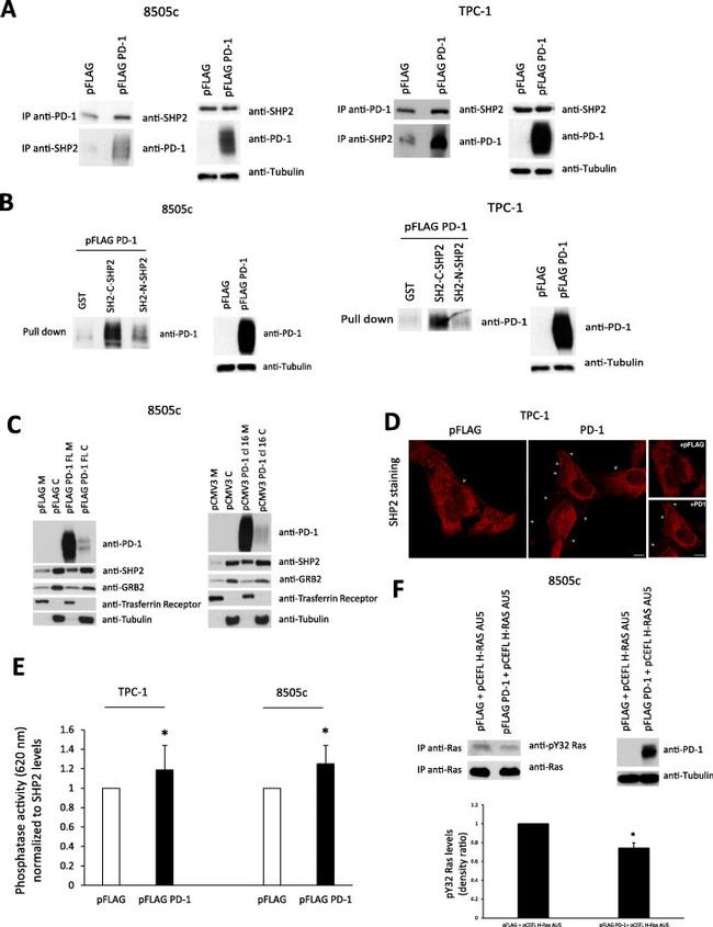 Pan Ras Antibody in Western Blot, Immunoprecipitation (WB, IP)