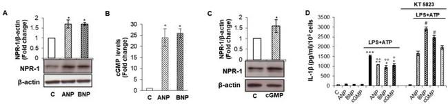 NPR1 Antibody in Western Blot (WB)