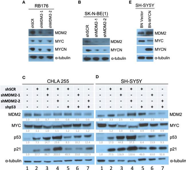 MDM2 Antibody in Western Blot (WB)