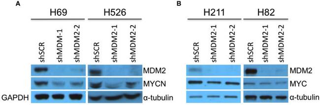 MDM2 Antibody in Western Blot (WB)