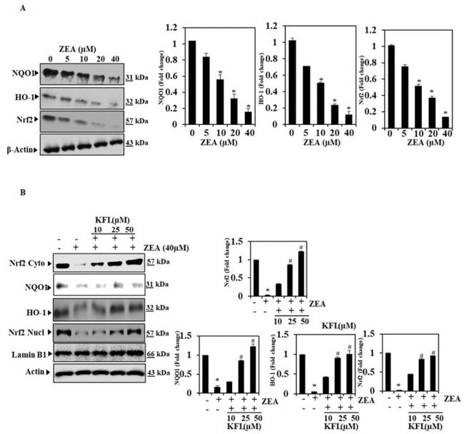 NQO1 Antibody in Western Blot (WB)