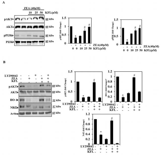 HO-1 Antibody in Western Blot (WB)