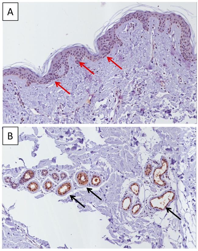 MIF Antibody in Immunohistochemistry (IHC)