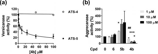 Aggrecan Antibody in Western Blot (WB)