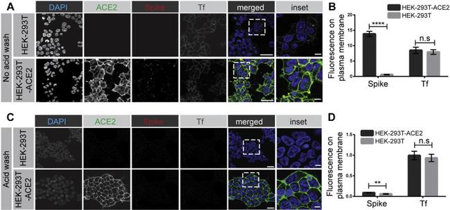 6x-His Tag Antibody in Immunocytochemistry (ICC/IF)