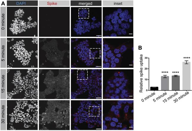 6x-His Tag Antibody in Immunocytochemistry (ICC/IF)