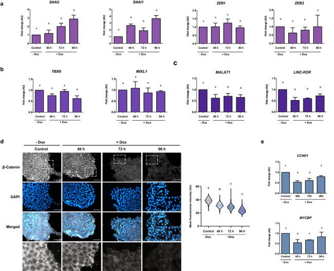 beta Catenin Antibody in Immunocytochemistry (ICC/IF)