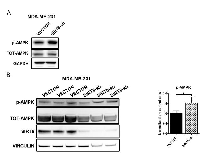 Phospho-AMPK alpha-1,2 (Thr183, Thr172) Antibody in Western Blot (WB)