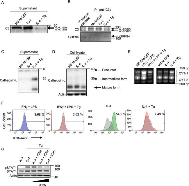 Cathepsin L Antibody in Western Blot (WB)