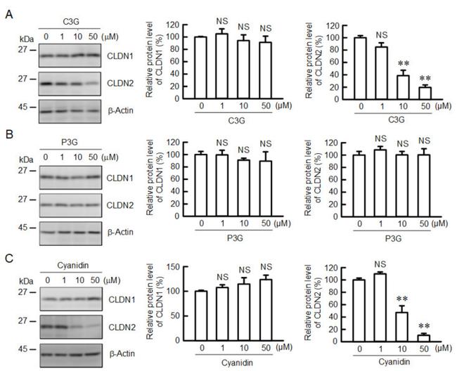 Claudin 2 Antibody in Western Blot (WB)