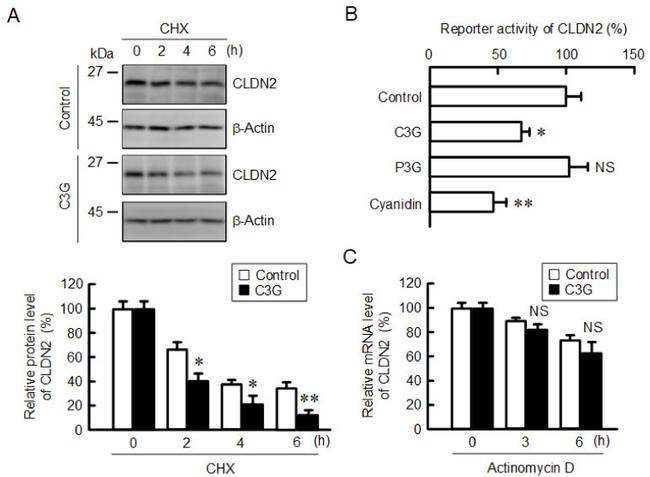 Claudin 2 Antibody in Western Blot (WB)