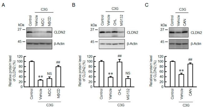 Claudin 2 Antibody in Western Blot (WB)