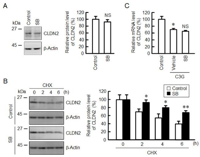 Claudin 2 Antibody in Western Blot (WB)