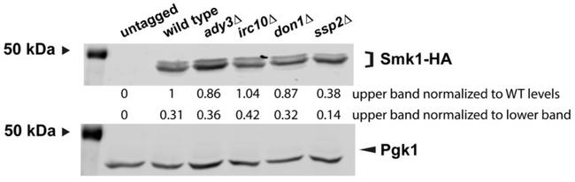 PGK1 Antibody in Western Blot (WB)