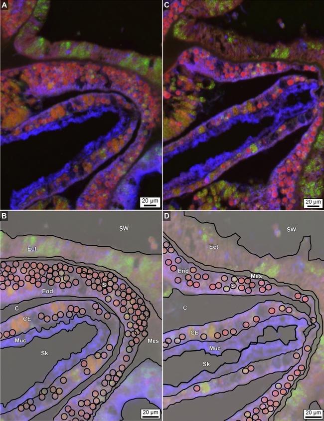 Calmodulin Antibody in Immunohistochemistry (IHC)