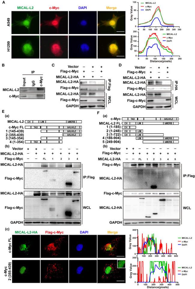 MICALL2 Antibody in Western Blot (WB)