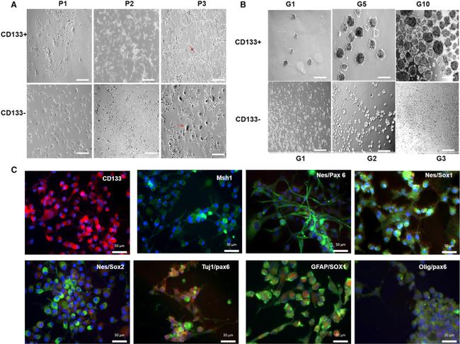 SOX2 Antibody in Immunocytochemistry (ICC/IF)