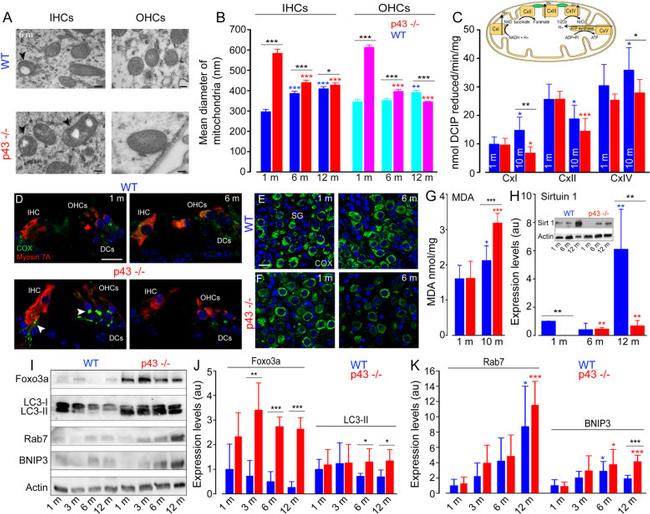 MTCO1 Antibody in Immunohistochemistry (IHC)