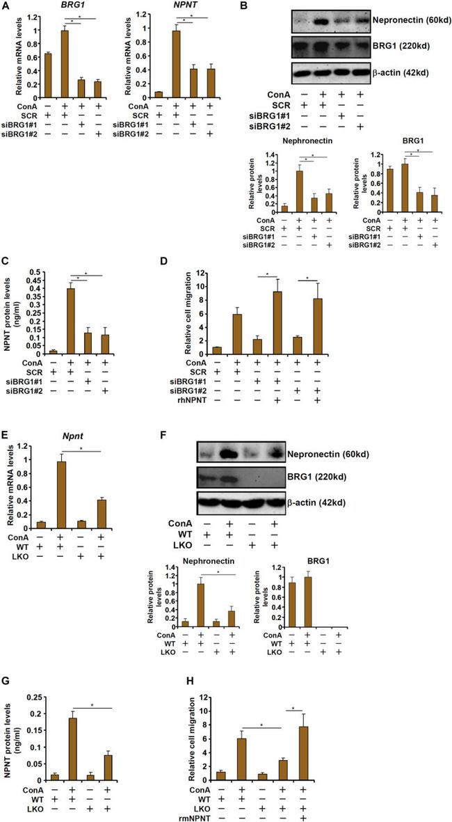 NPNT Antibody in Western Blot (WB)