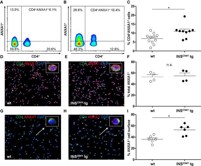 Annexin A1 Antibody in Immunocytochemistry, Flow Cytometry (ICC/IF, Flow)