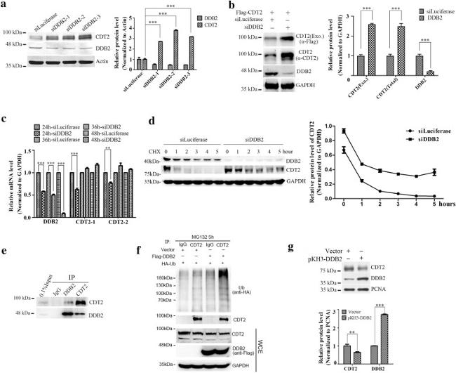 DDB2 Antibody in Western Blot, Immunoprecipitation (WB, IP)